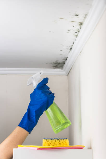 Best Forensic Mold Investigation  in Holley, FL